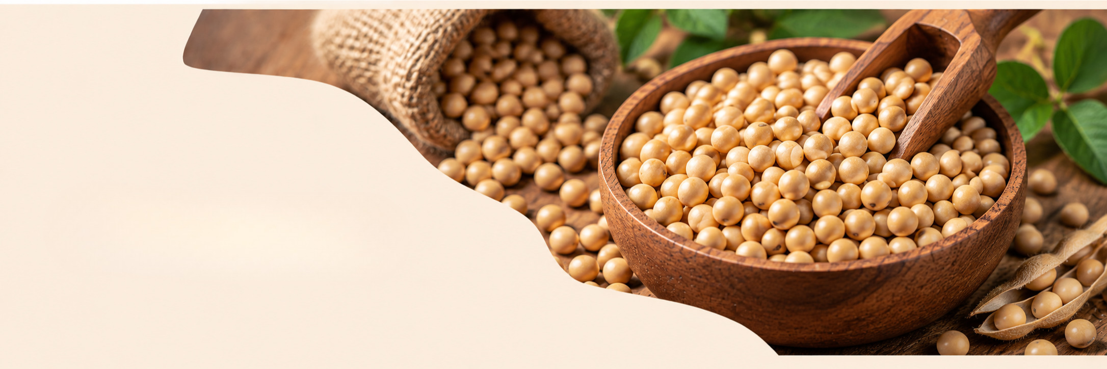 Soybean